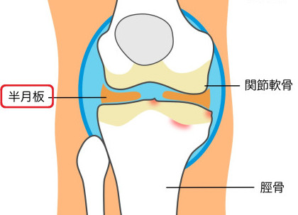 膝関節の図解